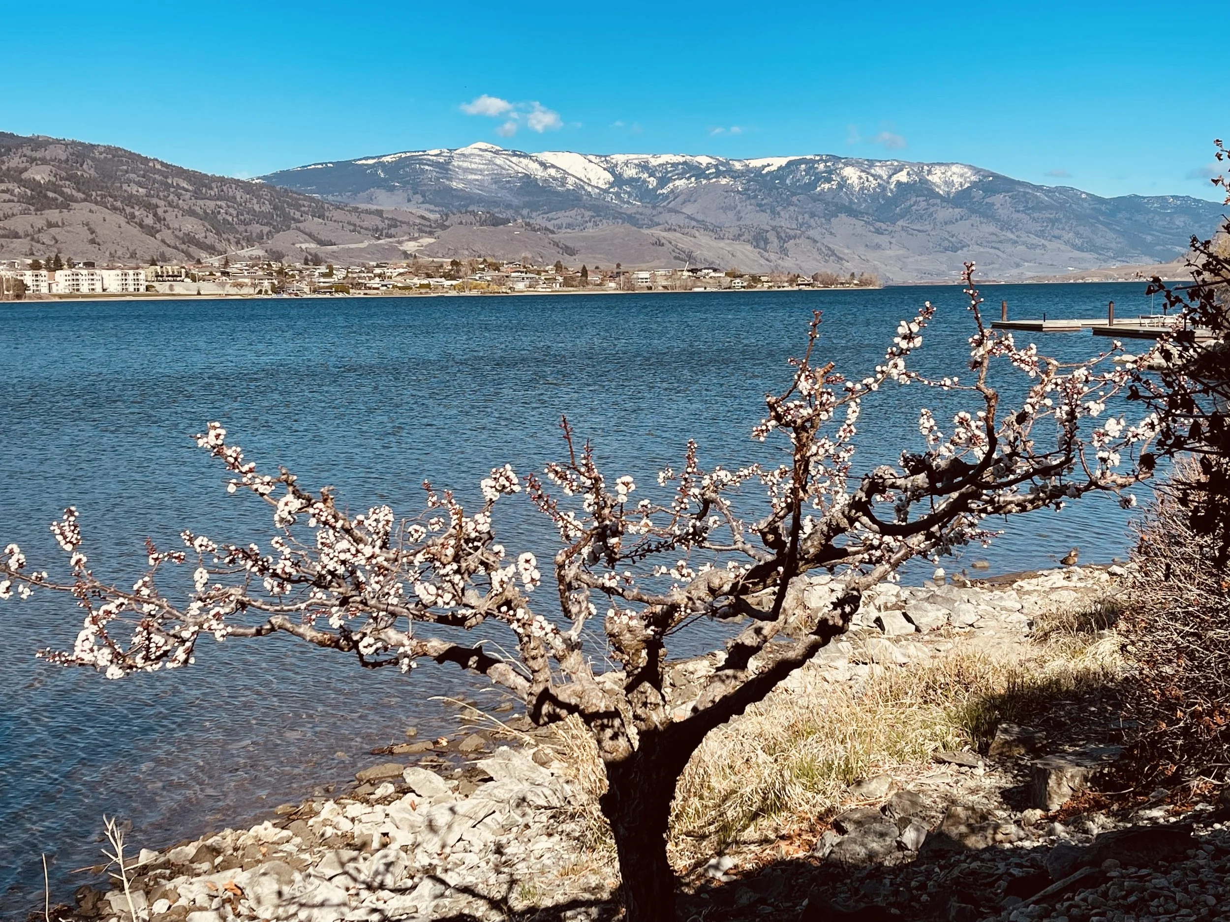 A peaceful lake with a blooming tree in the foreground, mountains in the background with snow-capped peaks, and a small town along the shoreline under a clear blue sky.