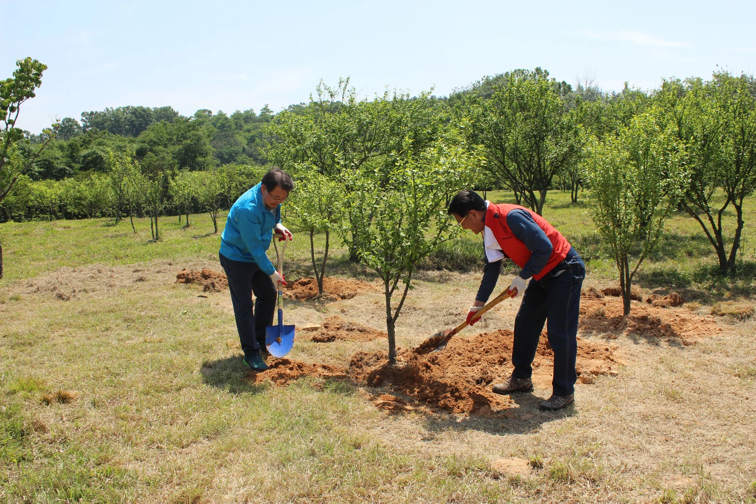 Two people planting a tree in a green field with trees and hills in the background.