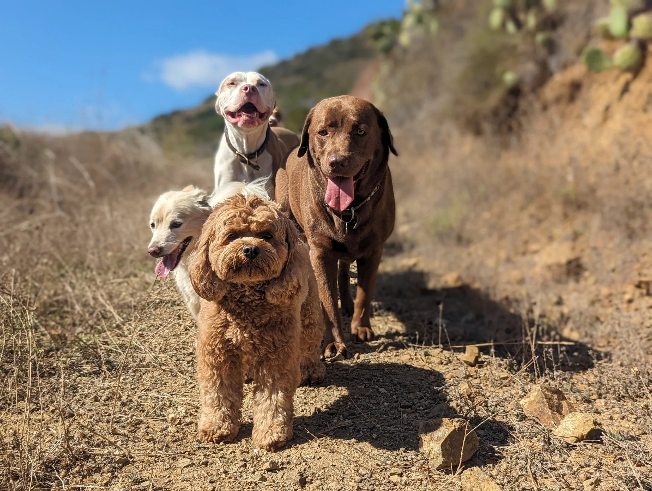 Five dogs of various breeds walking on a dirt trail outdoors, with dry grass and bushes on the side, under a clear blue sky.