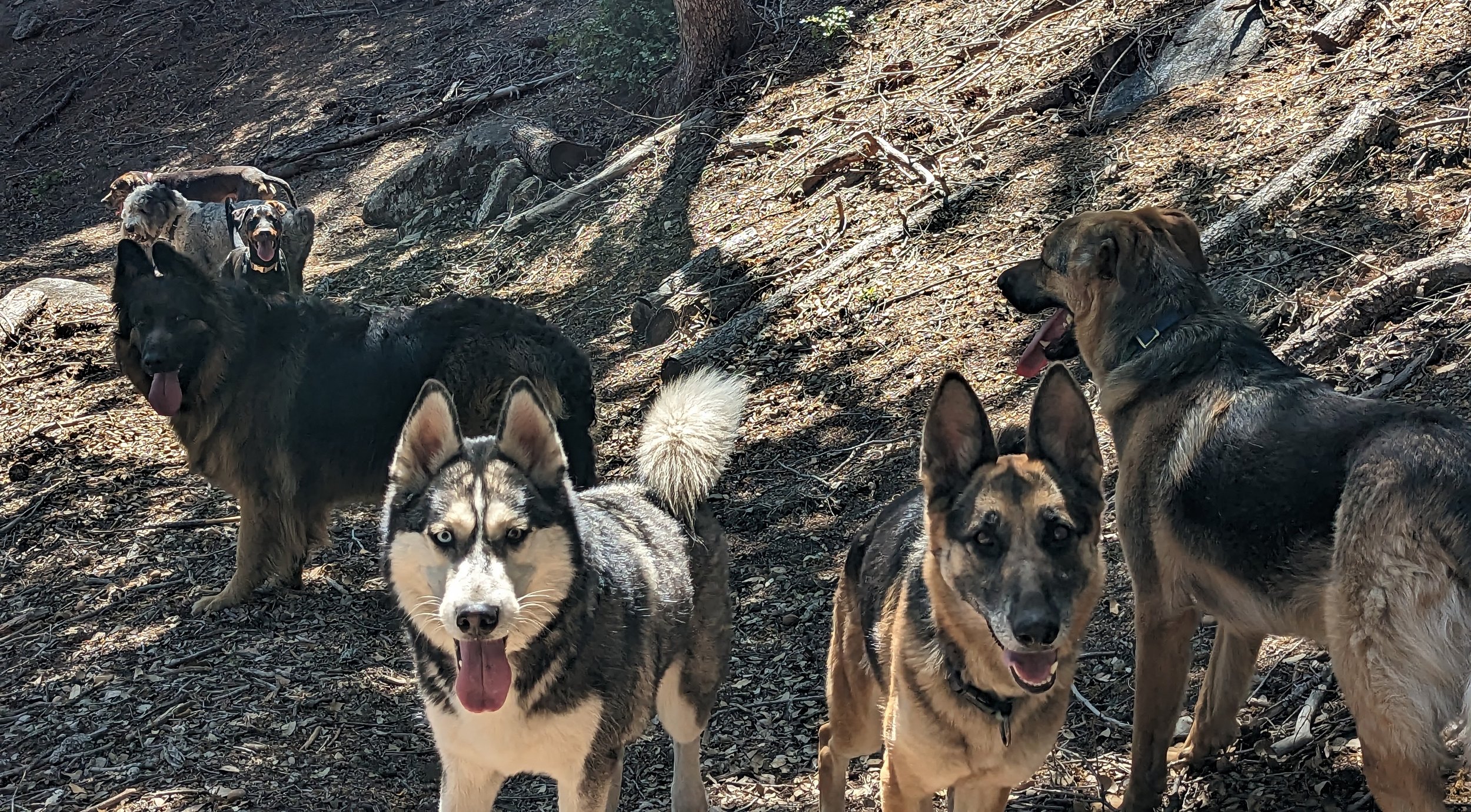 Group of dogs of various breeds, including husky, German shepherd, and retrievers, standing outdoors on a forest floor with trees and fallen leaves in the background.