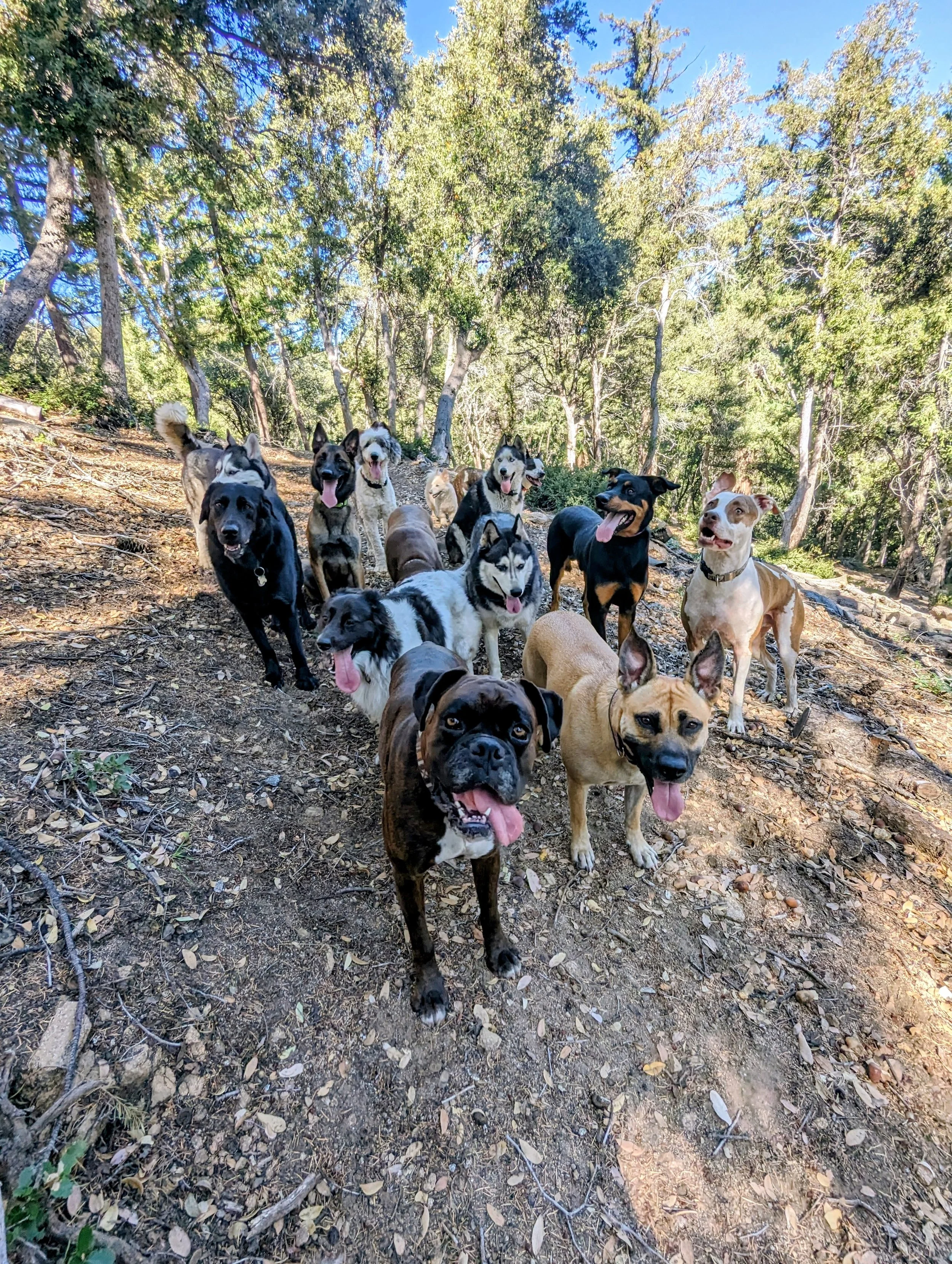 A group of dogs, mostly Siberian Huskies, standing on a forest trail with trees and sunlight in the background.