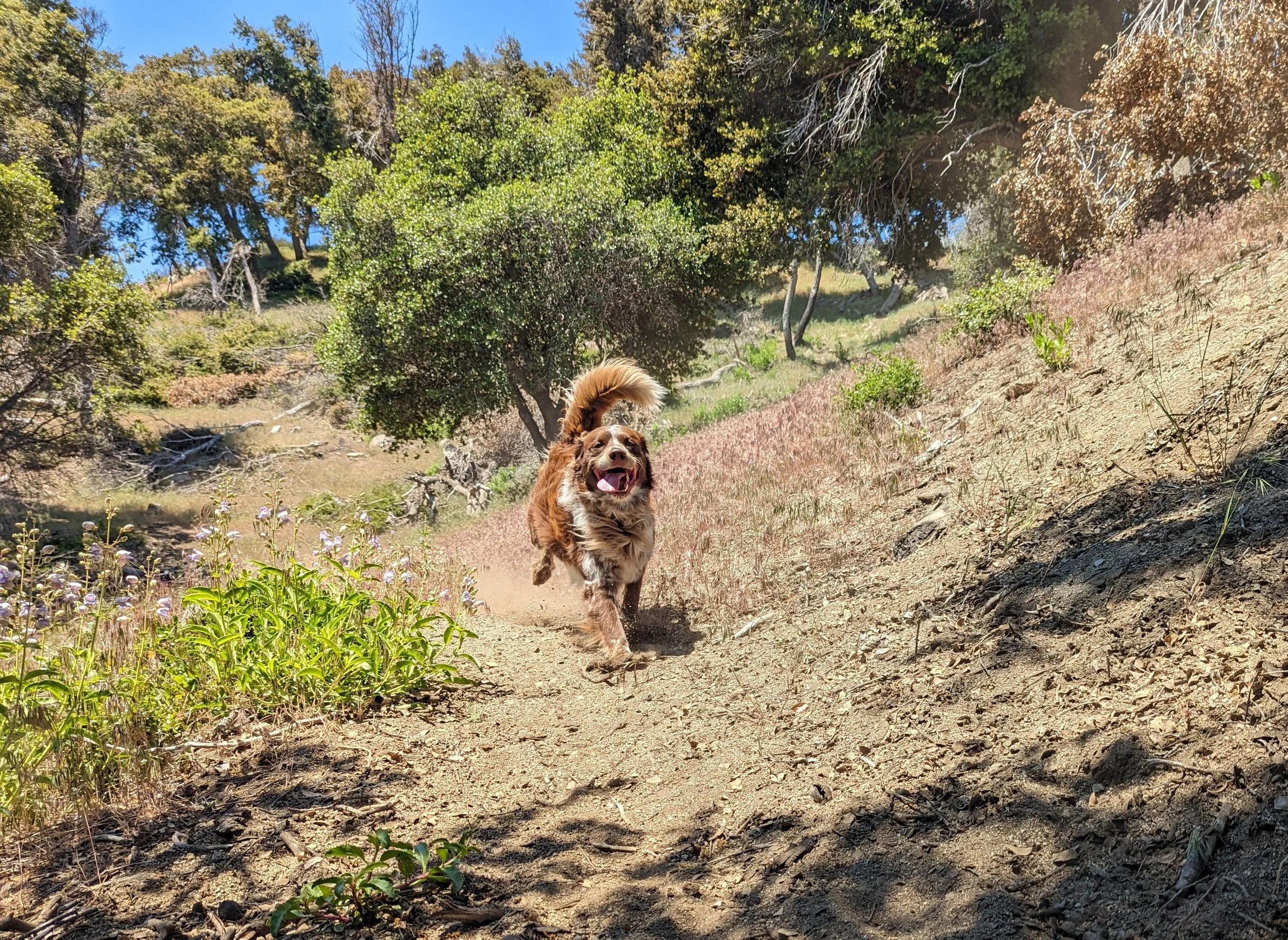 A happy dog running along a dirt trail in a forested area with green trees and bushes.