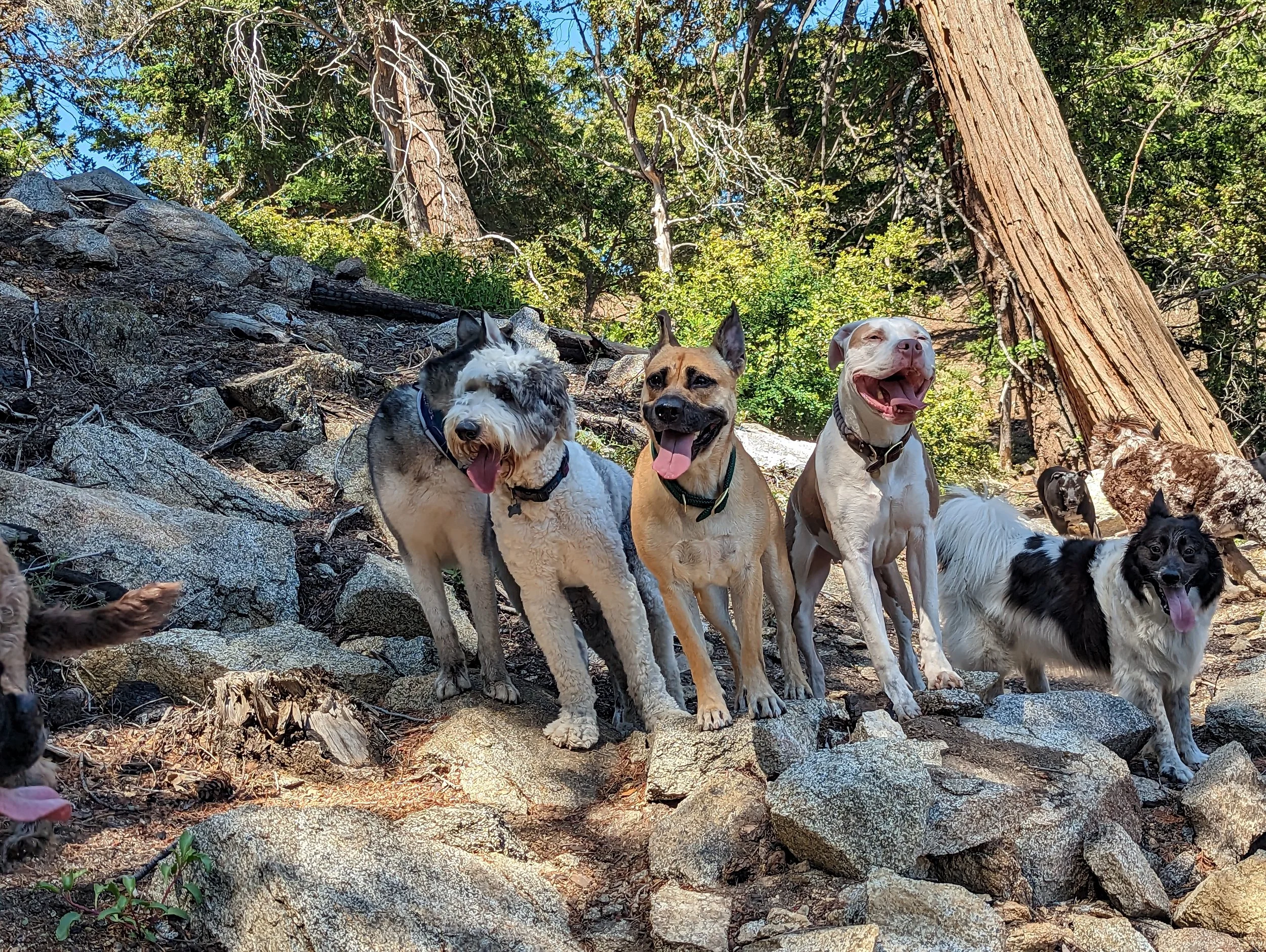 Group of dogs sitting on rocky terrain in a wooded area with trees and green foliage in the background.
