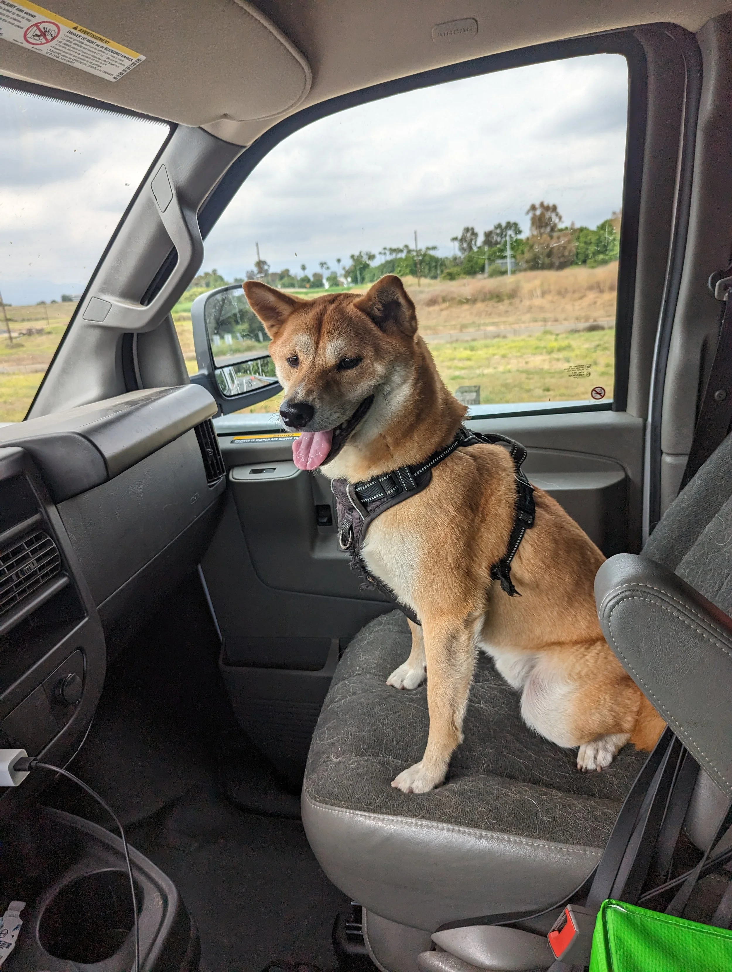 A brown and white dog wearing a harness sitting on a car seat. The car interior includes a dashboard, glove compartment, and side mirror, with an open window showing a landscape with trees and cloudy sky.