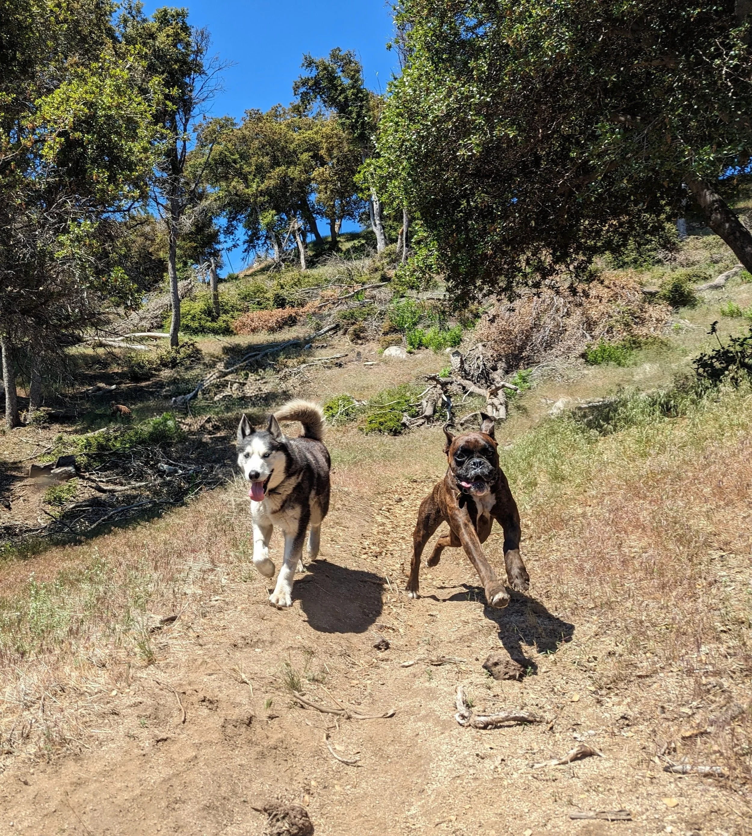 A dirt trail in a forested area with two dogs walking toward the camera, one Siberian Husky and one Bulldog, surrounded by trees and underbrush, with a clear blue sky above.