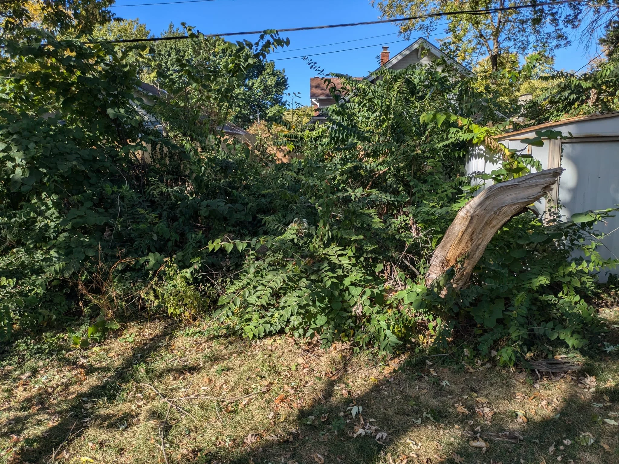 Before (yard clean up)