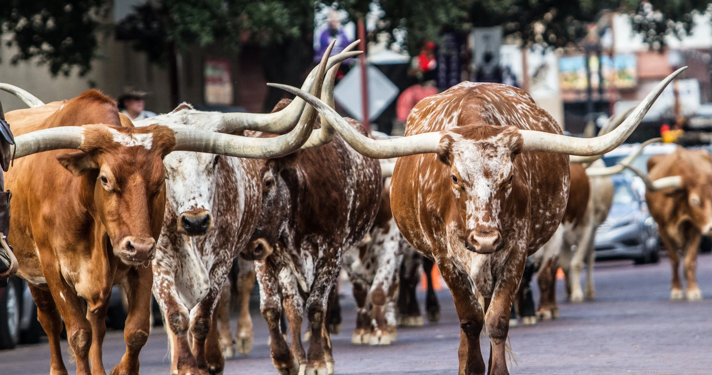 Group of longhorn cattle standing on a city street, with cars and blurred background.
