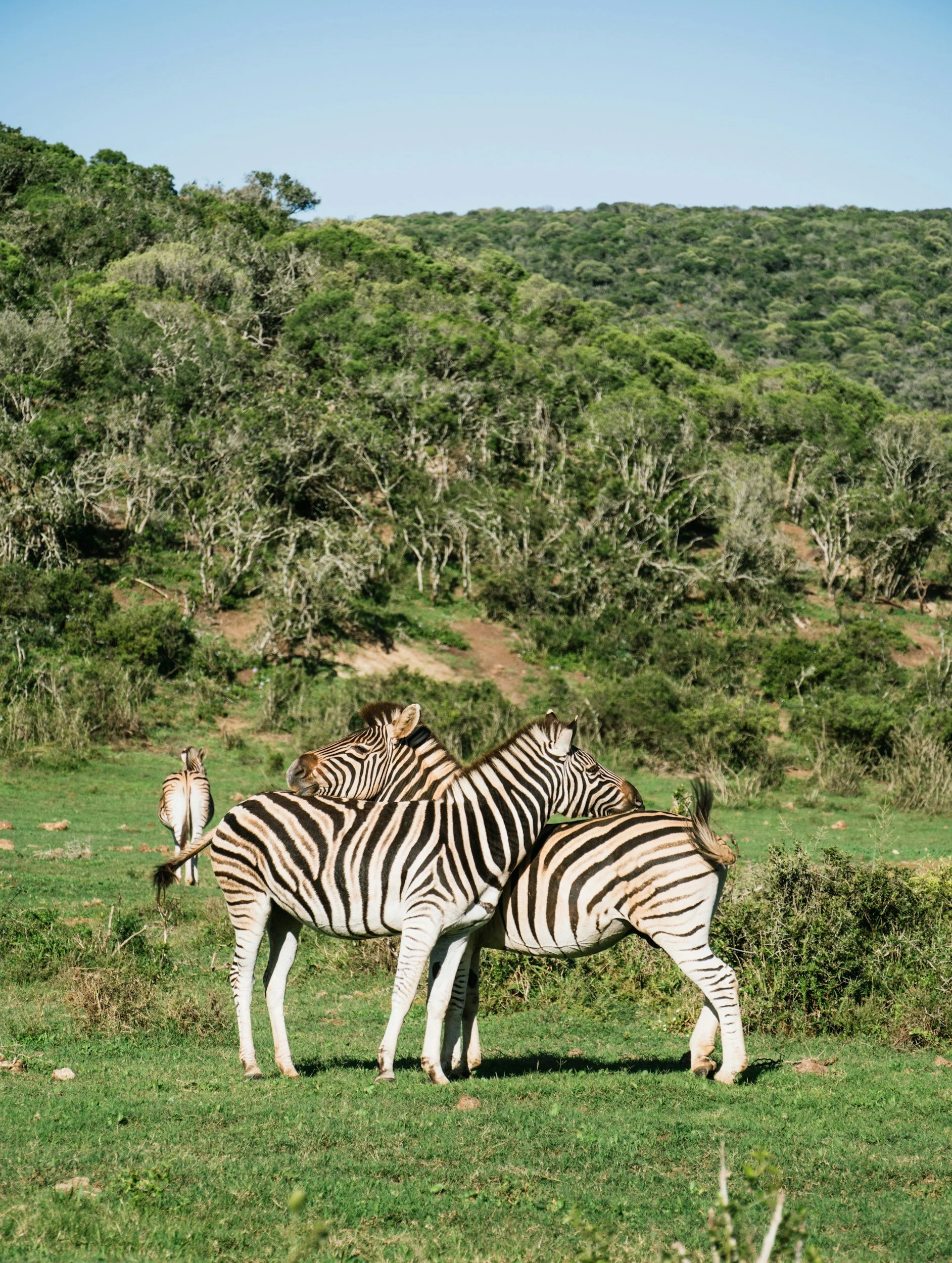 A group of zebras grazing on green grass in a lush, hilly landscape with dense trees and shrubs under a clear blue sky in South Africa.