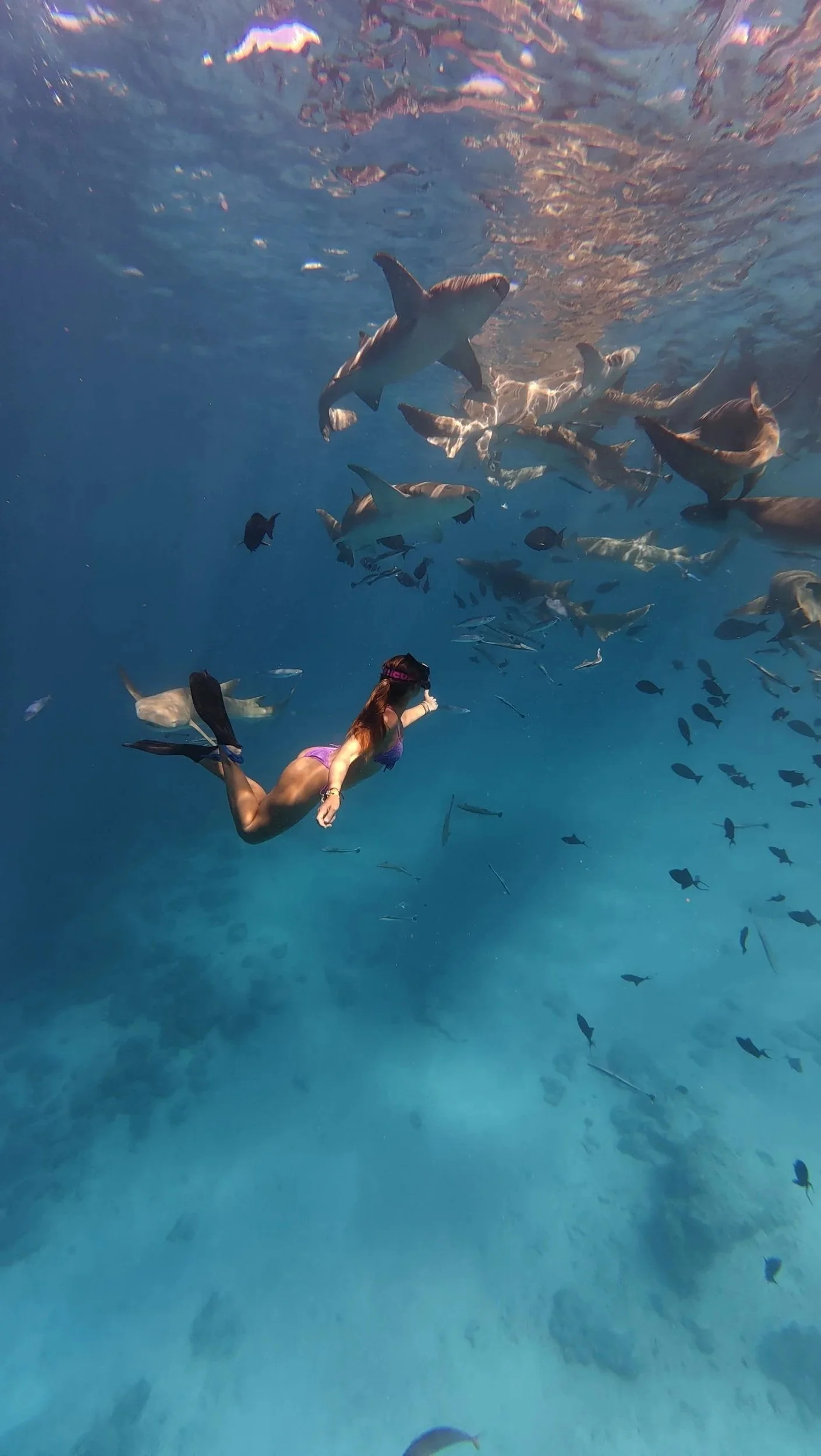 Lara in a purple bikini swimming underwater surrounded by various fish and sharks in the Maldives.