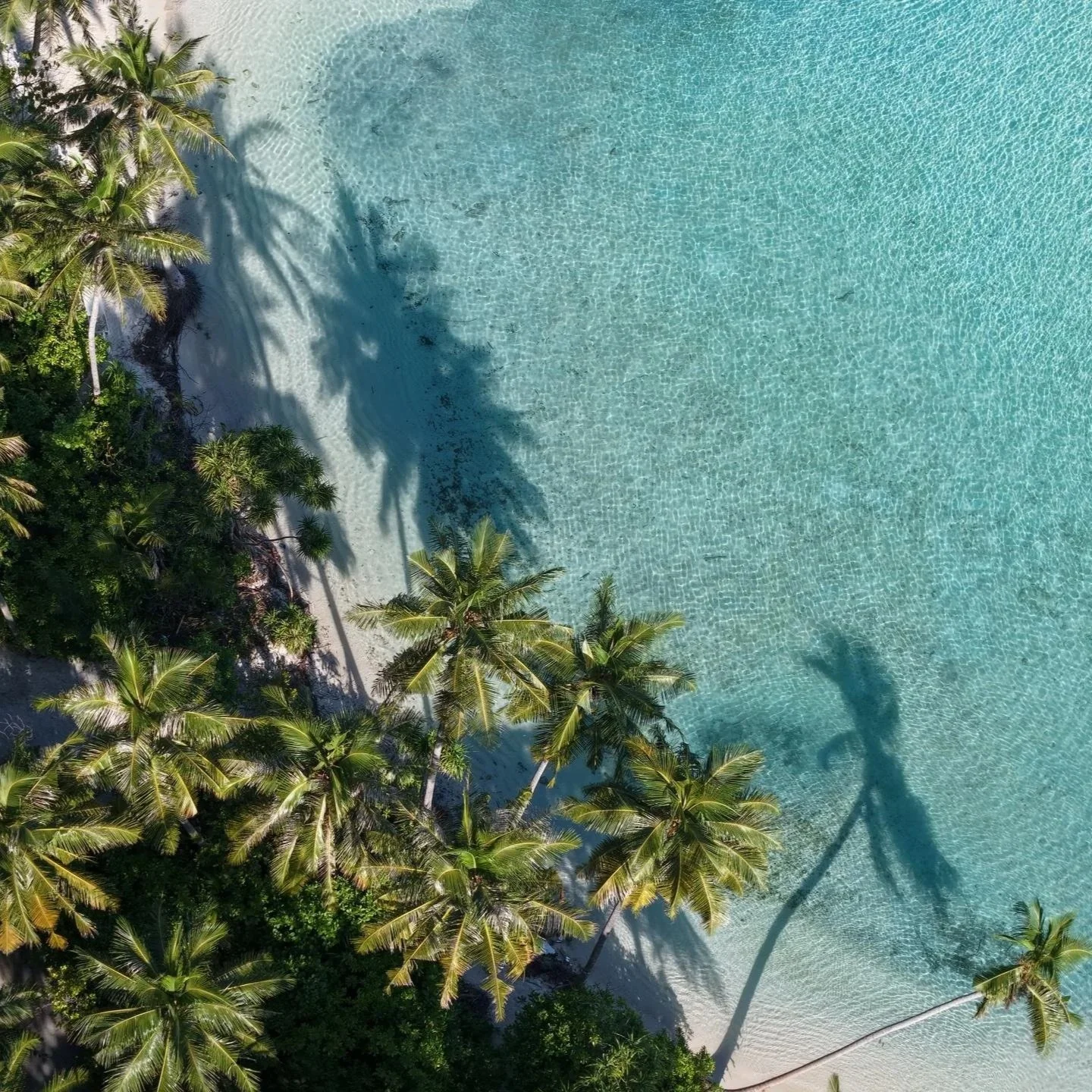 Palmtrees hanging over clear blue ocean water in Oomadhoo, Maldives