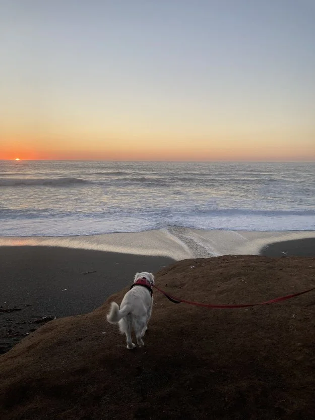 Dog Walking