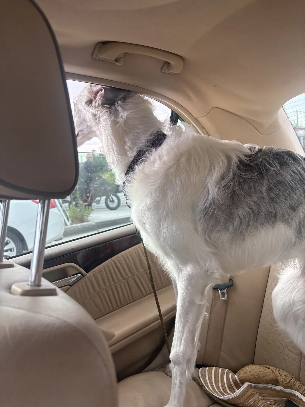Pet Taxi & Transport