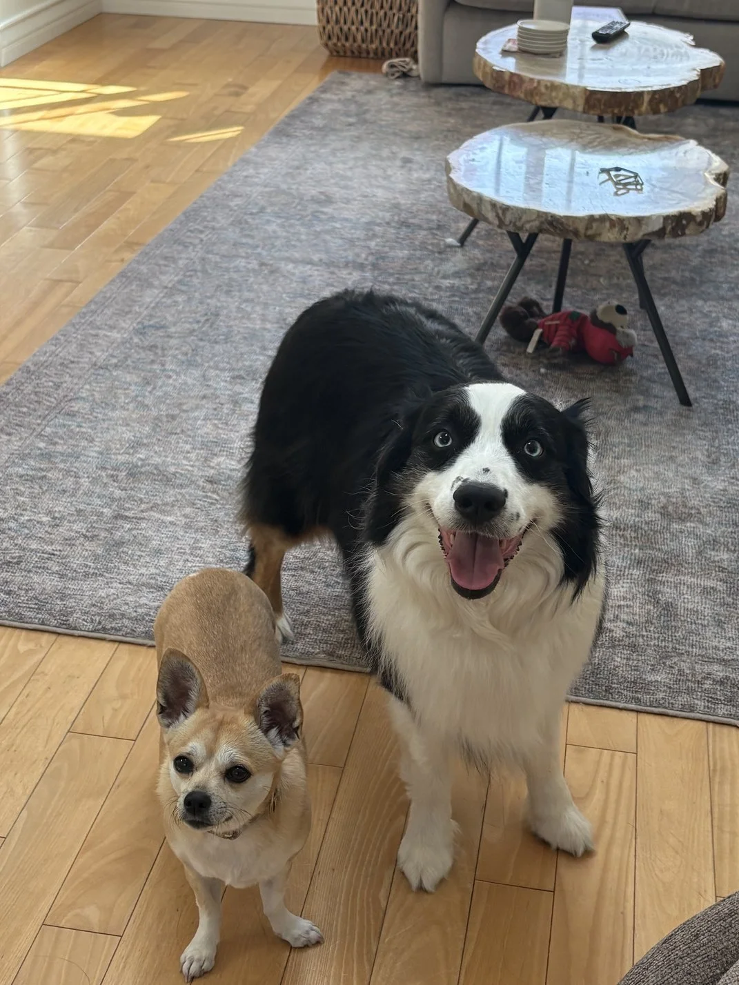 House Sitting