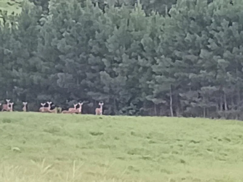 _Deer Herd.jpeg