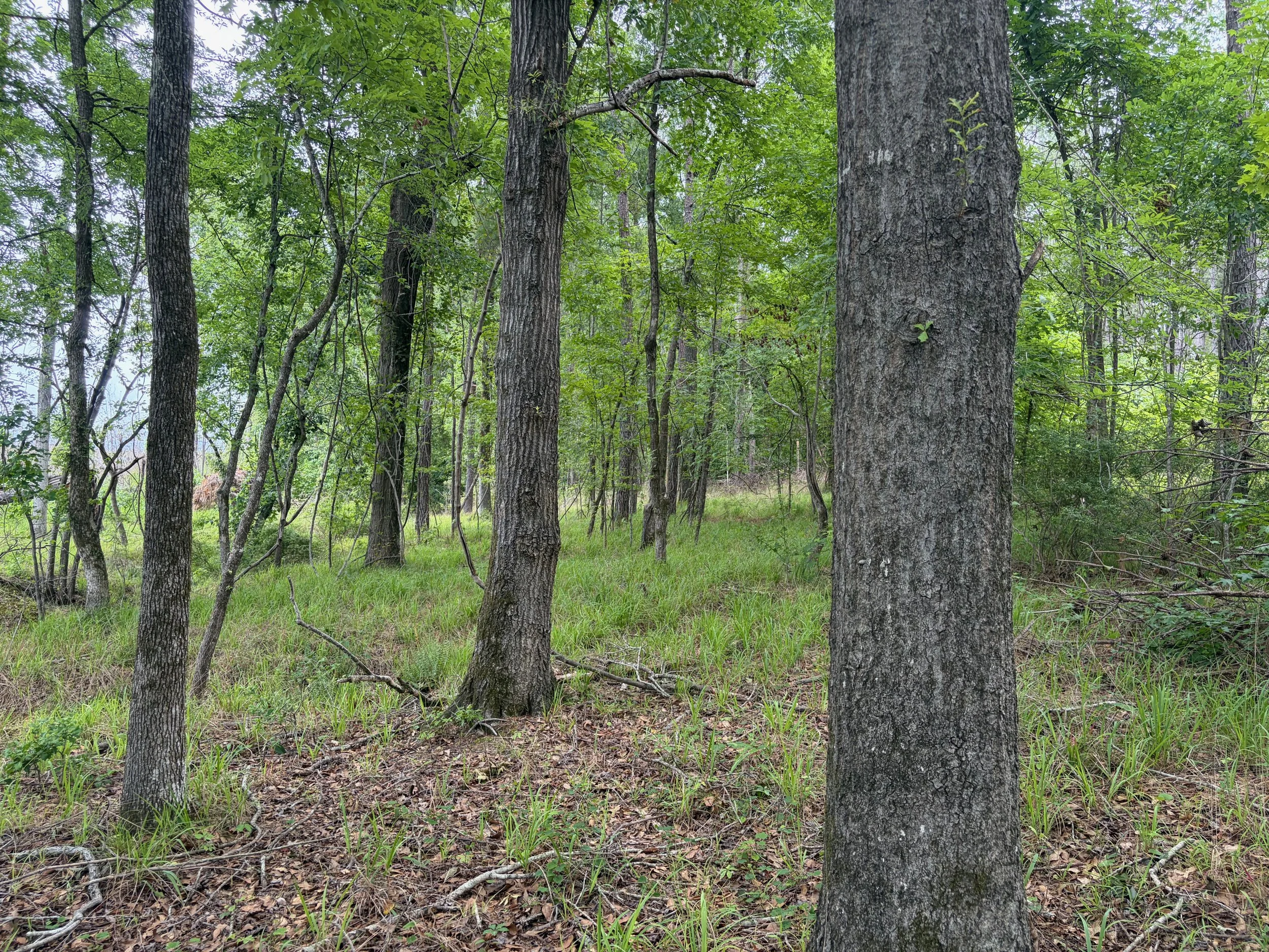 IMG_6324.jpeg
