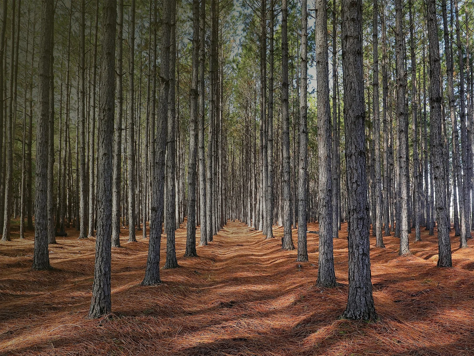 A dense forest of tall, straight pine trees with orange-brown pine needles covering the ground.