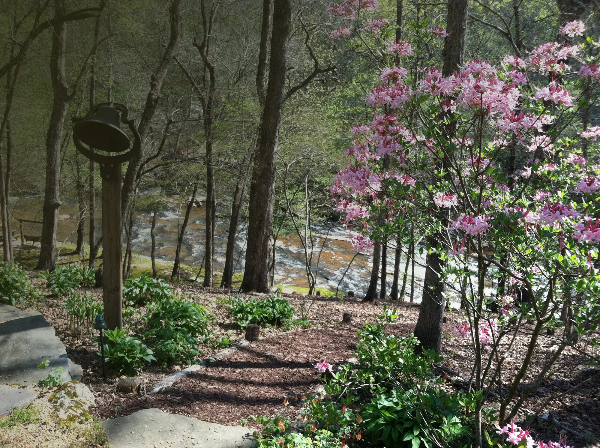 A wooded area with pink rhododendron flowers in bloom on the right side, a river flowing in the background, a pathway and a black outdoor lamp post on the left side.