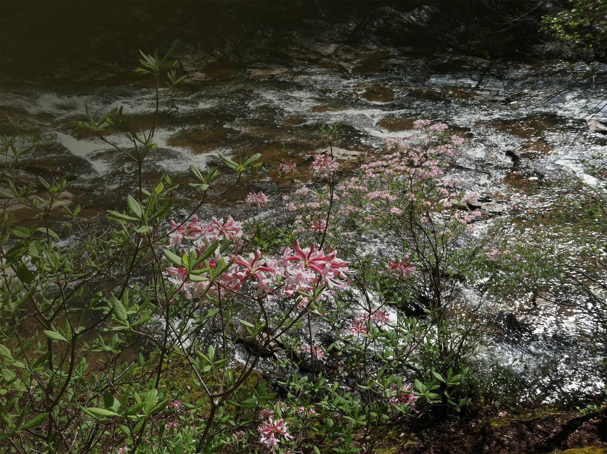 A stream flowing over rocks with green plants and pink flowers along the banks.