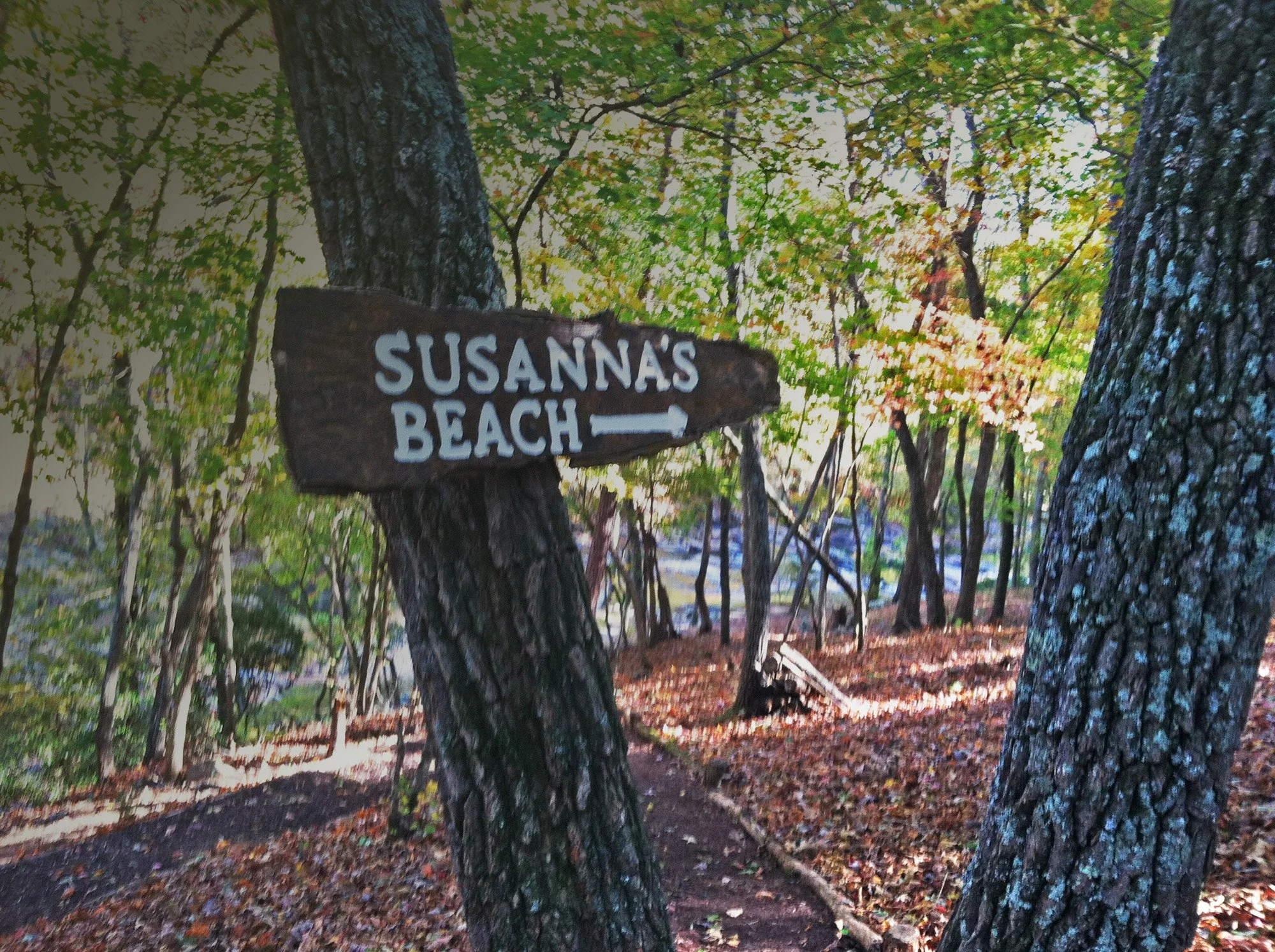 A wooded area with a dirt path and trees with green and orange leaves. A wooden sign attached to a tree points to Susanna's Beach.