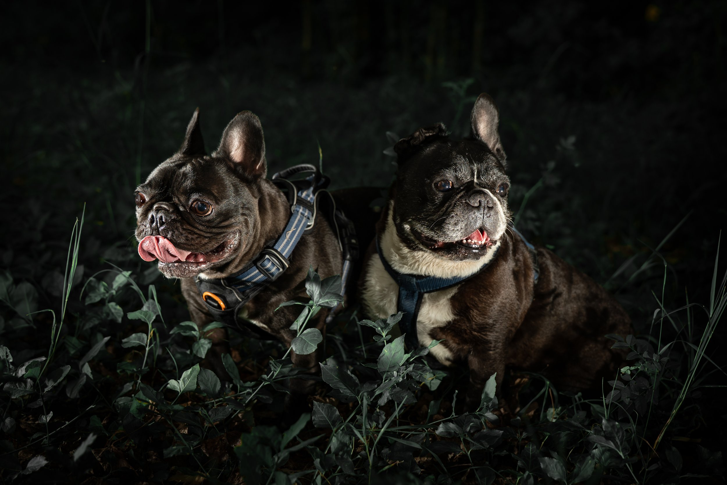 Deux chiens bouledogues français, un noir et un fauve, assis dans un sous-bois la nuit, portant des harnais.