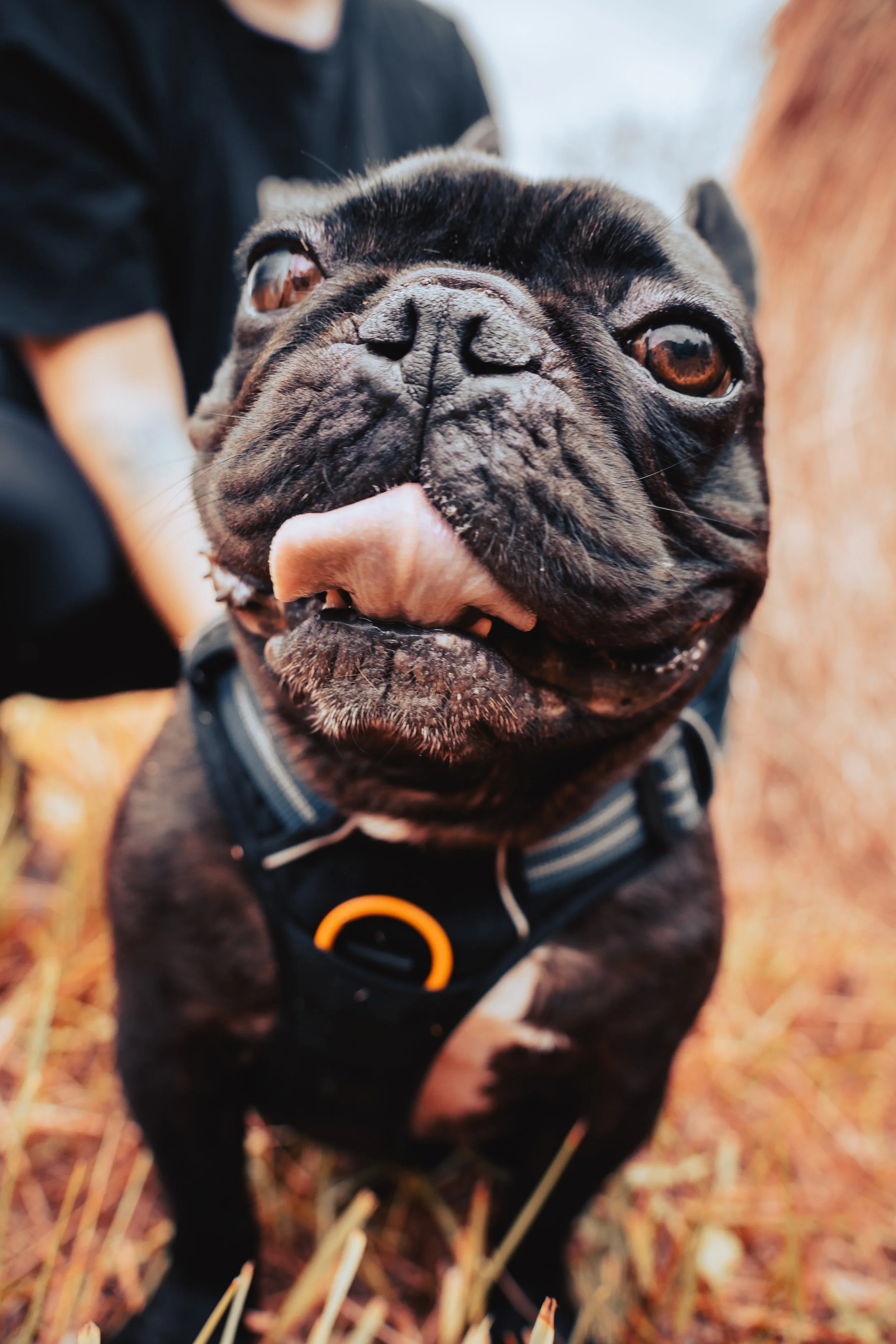 Un chien bouledogue français noir avec un masque facial distinctif, portant un harnais noir, dans un environnement extérieur avec des feuilles tombées.