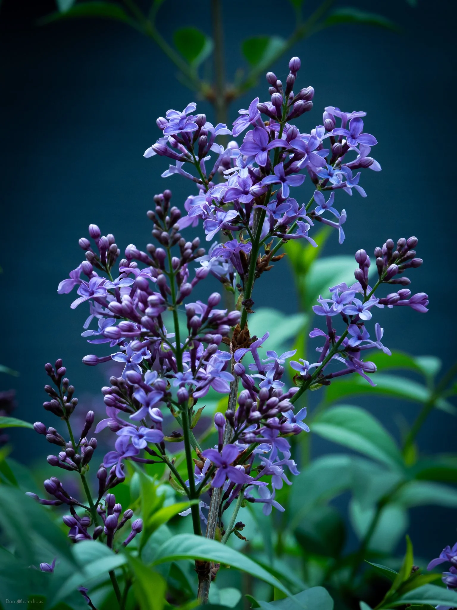 flowers-2.jpg