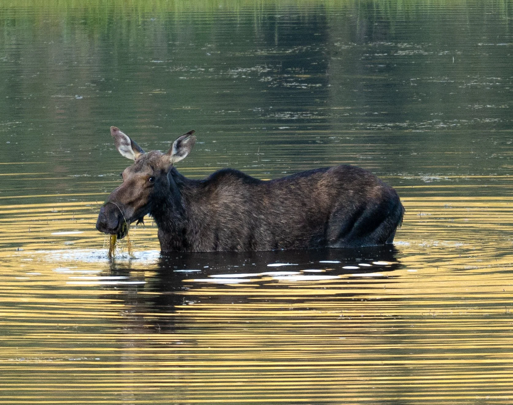 Caught eating breakfast at sunrise in Sheep Lake at Rocky Mountain National Park, 18 Jul 2026.