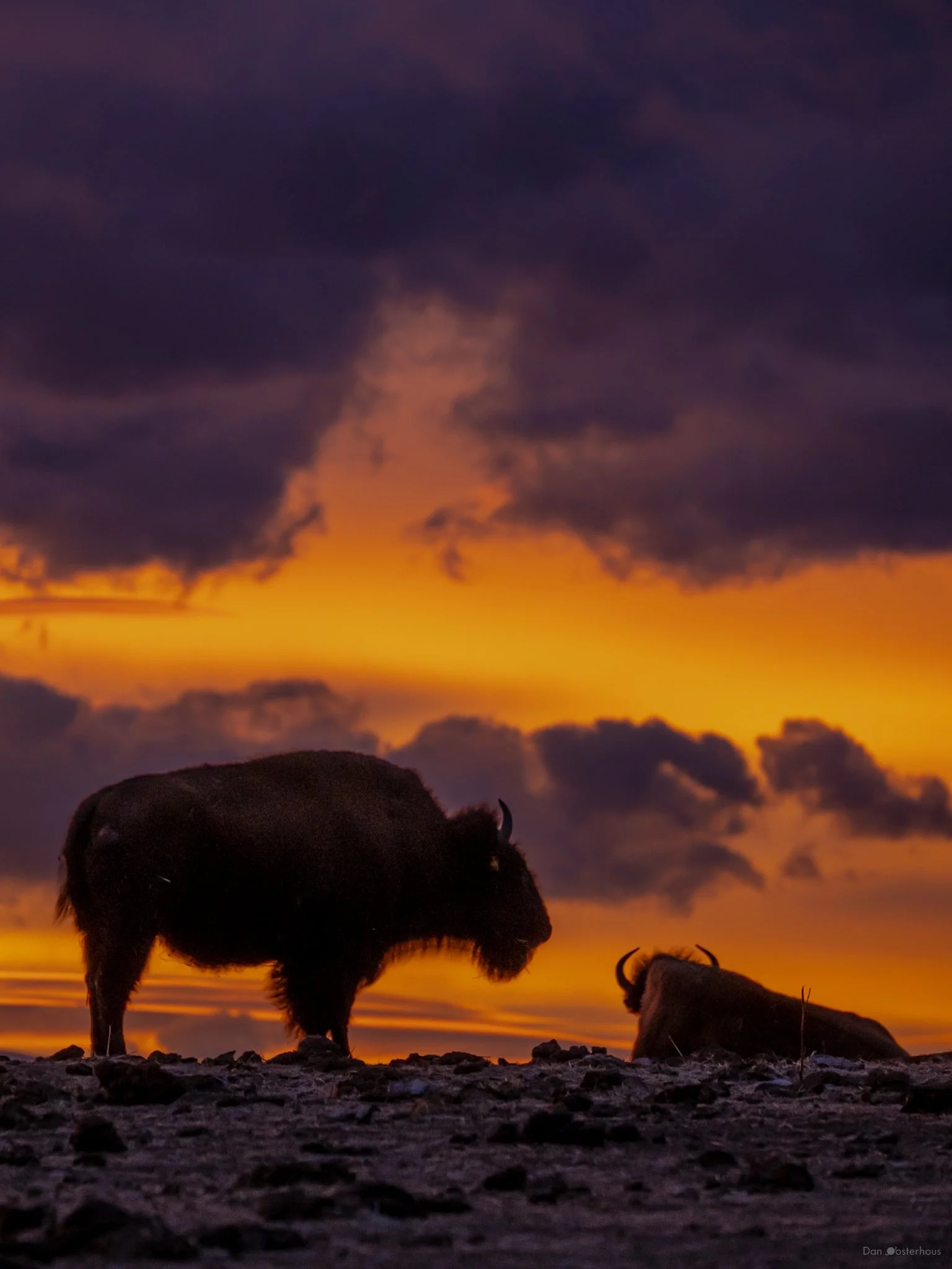 Wildlife