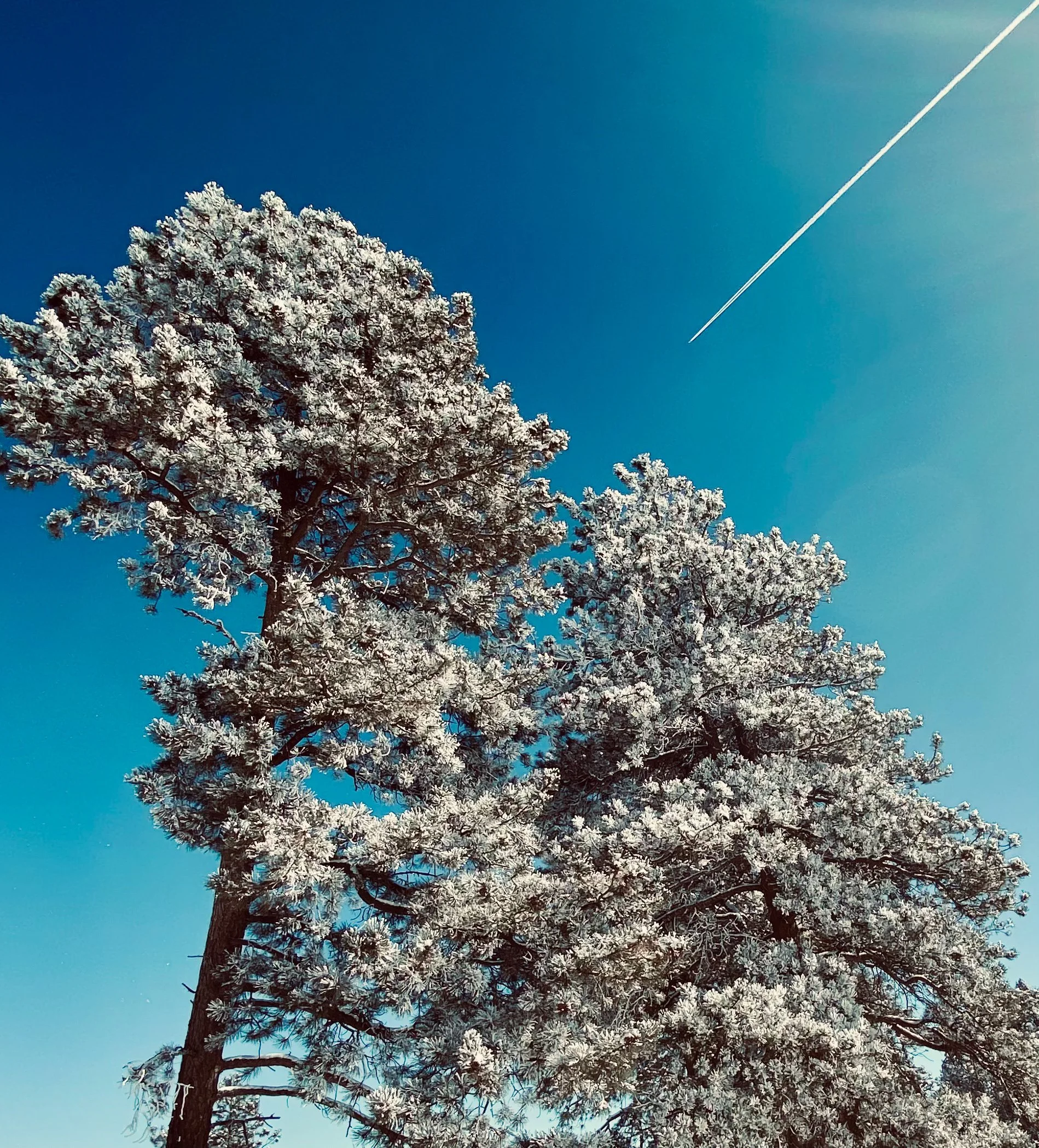 pierce tree.JPG