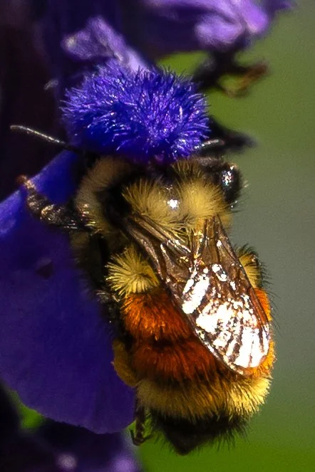 Purple head gear, Estes Park, Co, 17 Jul 2026