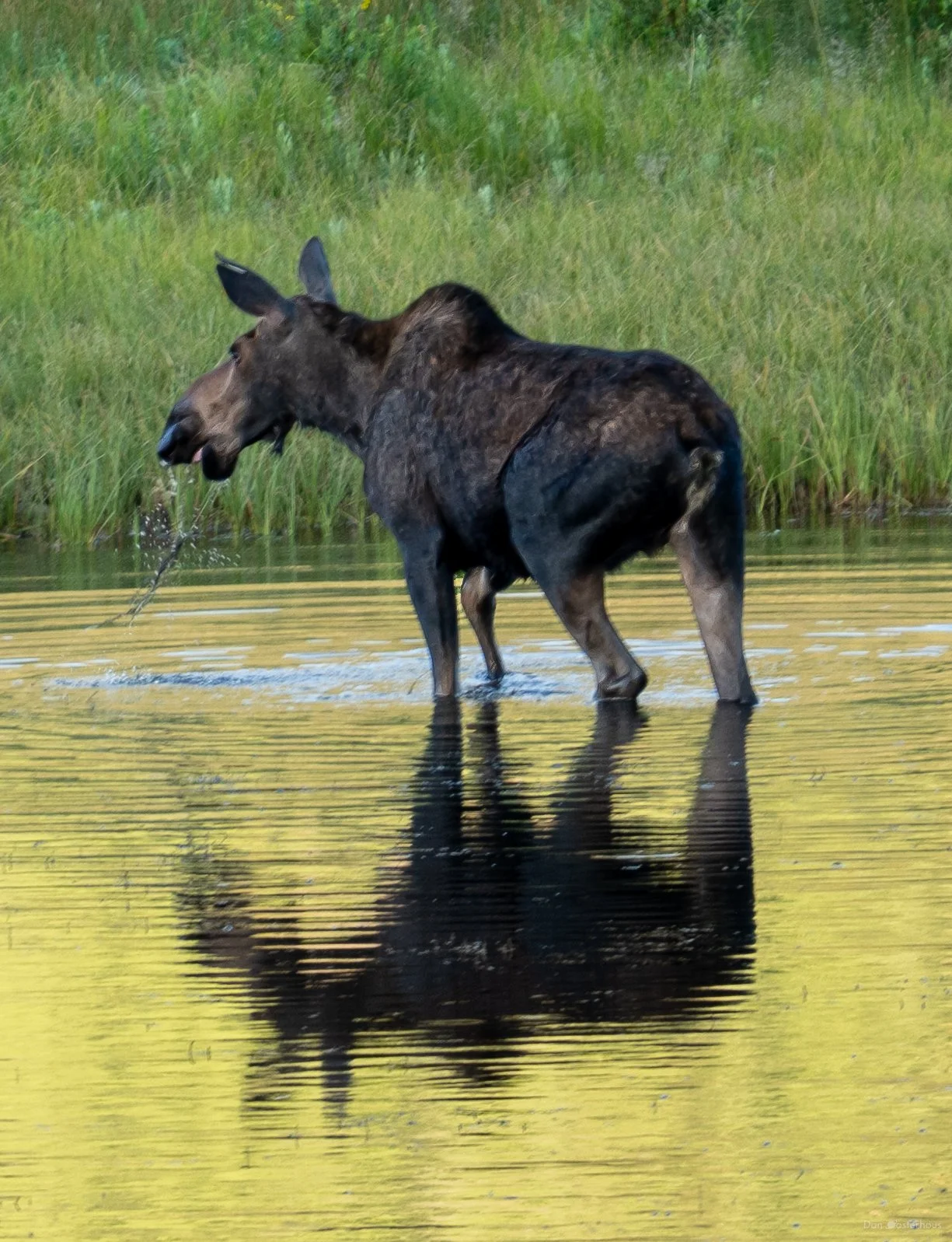 This doesn't taste good! Sunrise at Sheep Lake in Rocky Mountain National Park, 18 Jul 2026.