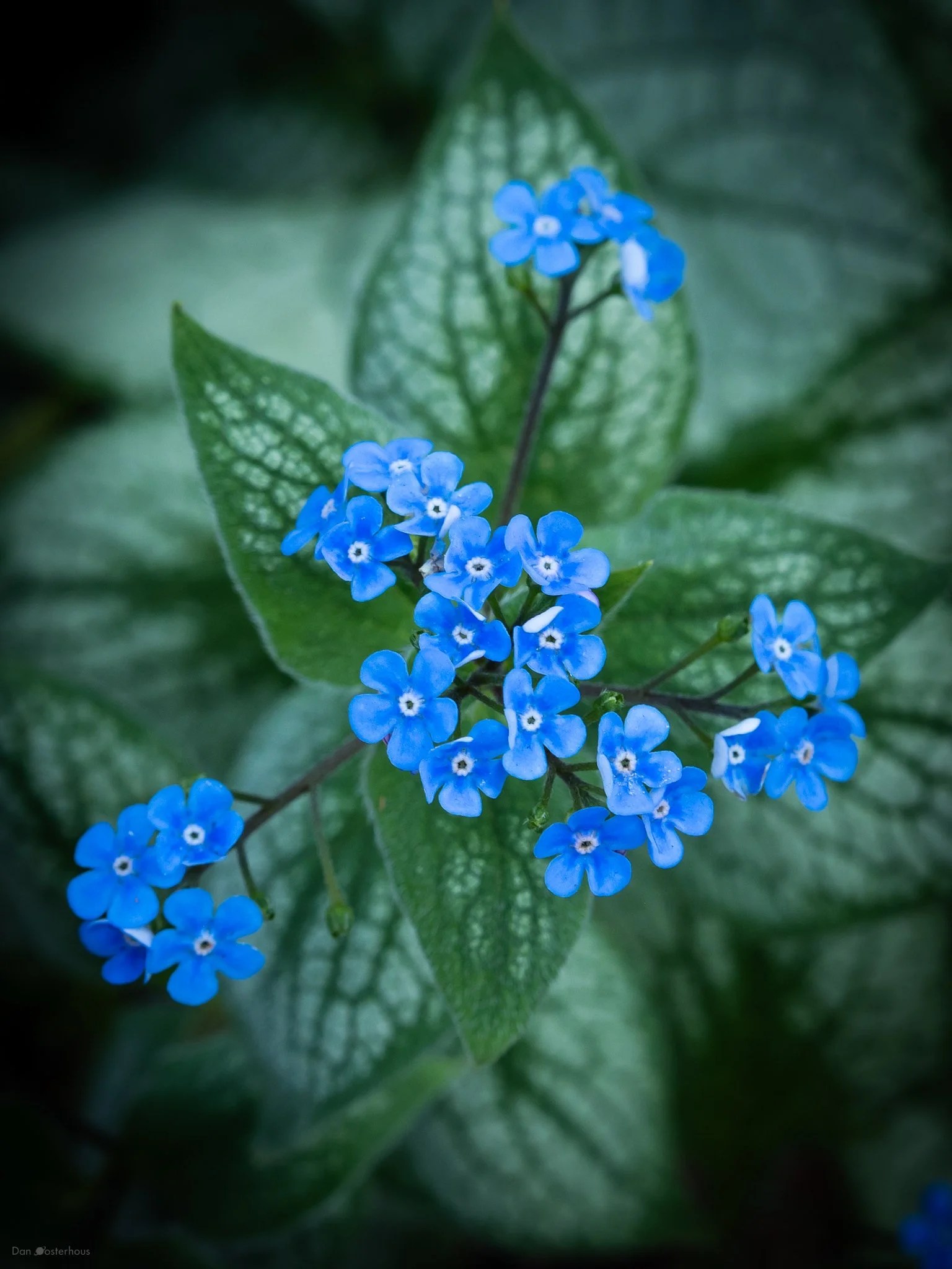 flowers.jpg