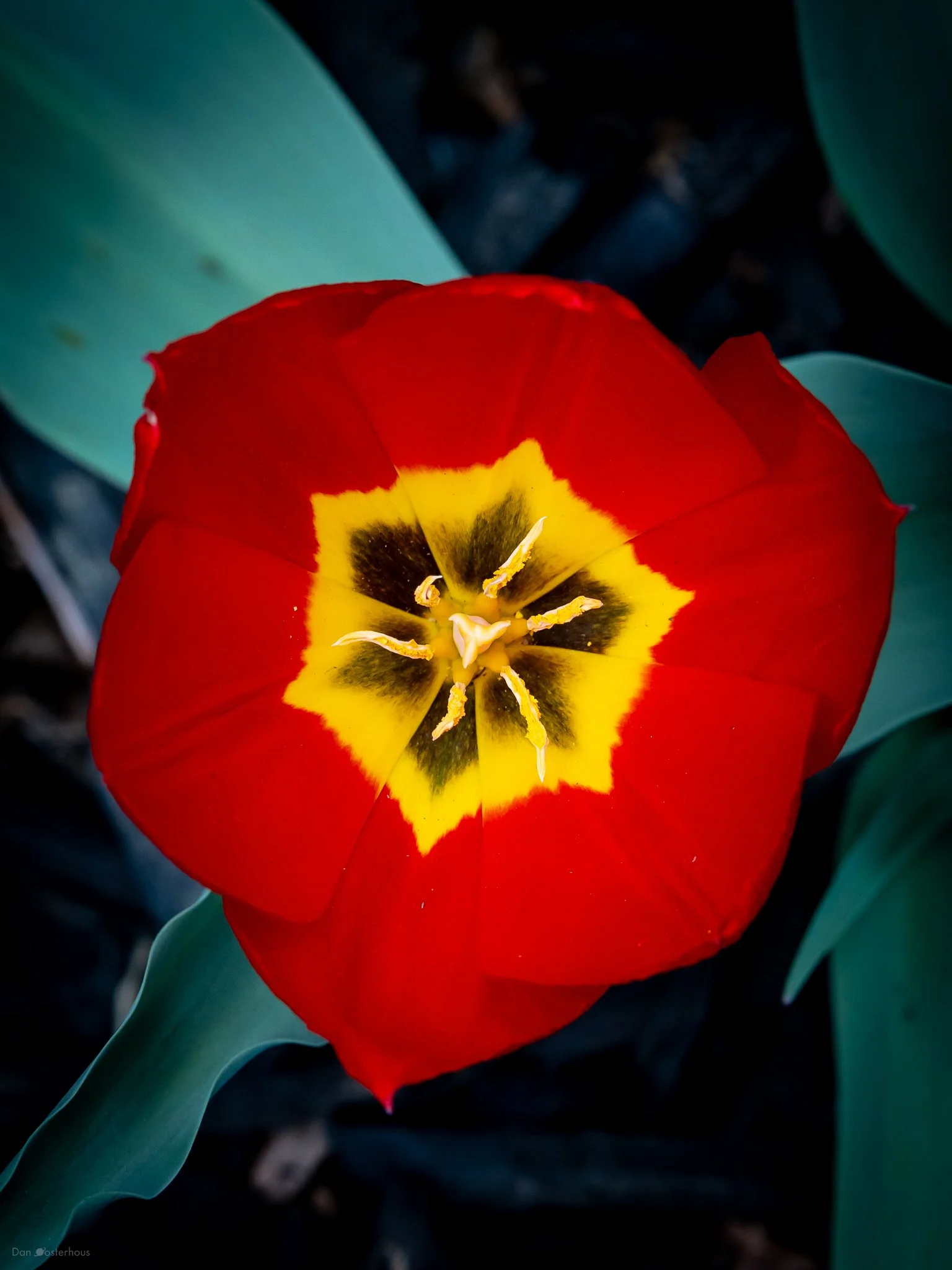 flowers-3.jpg