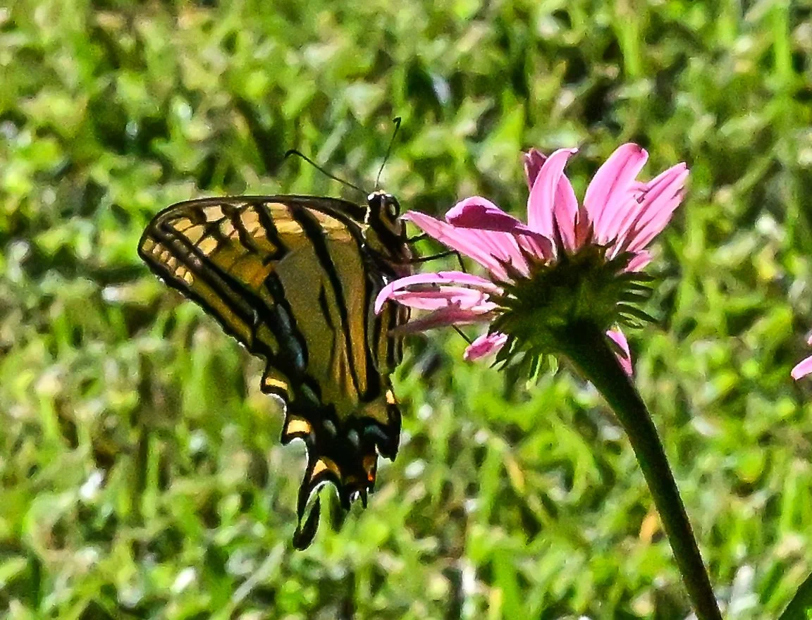 DSC_1142.jpg