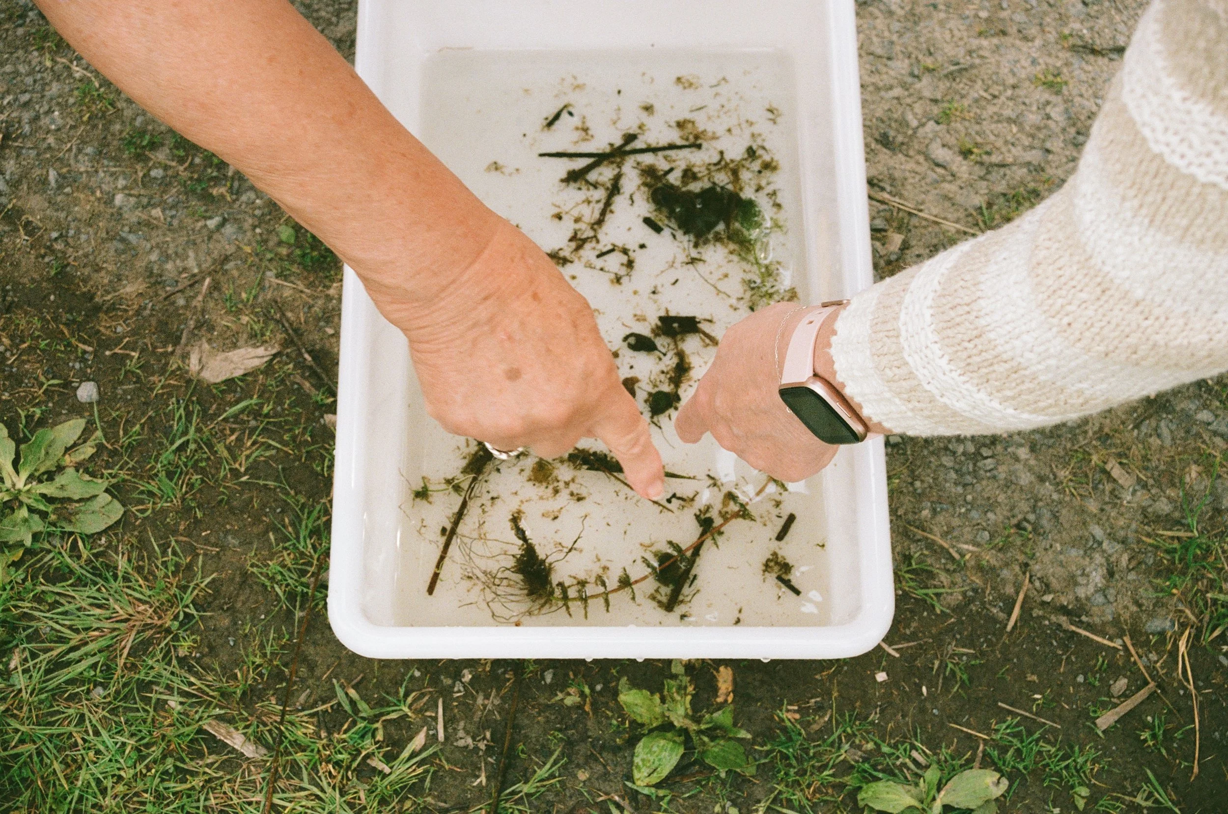 Two people are collecting plant debris in a white container outdoors on grassy and dirt ground.