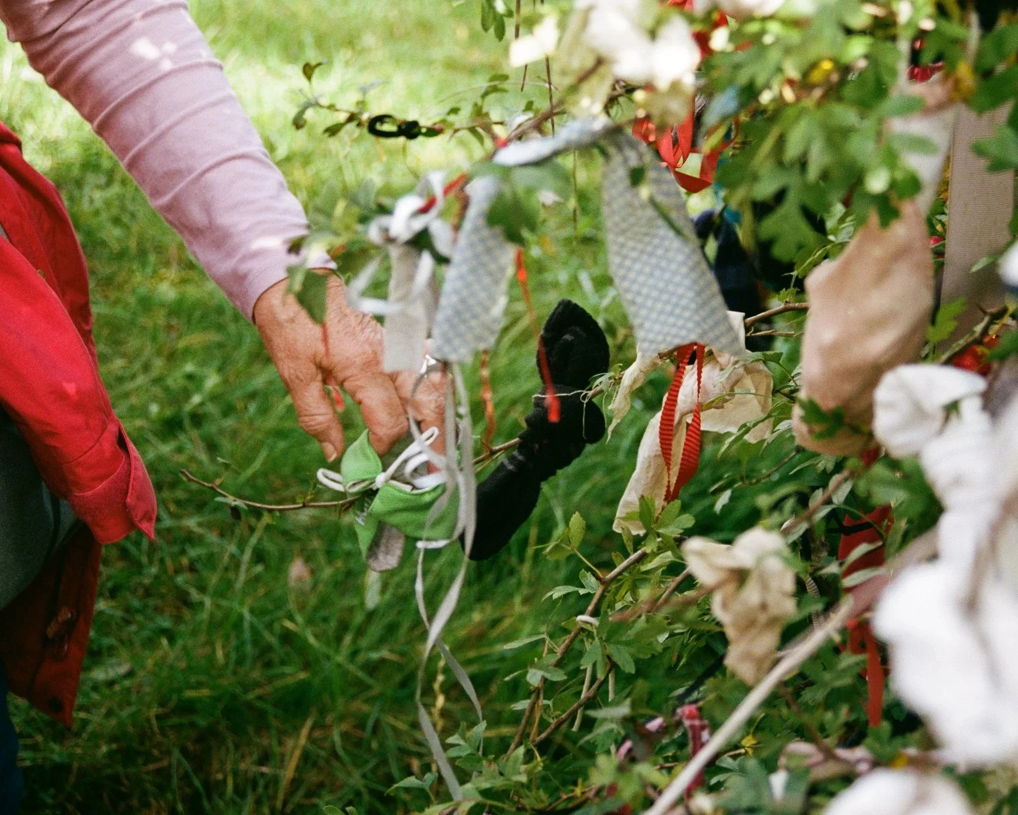 Hands tying ribbons on a bush outdoors with green grass in the background.