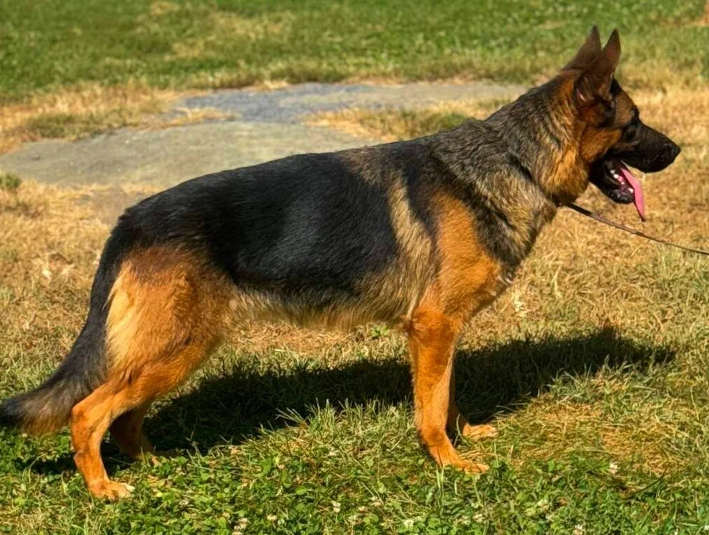 Black and red German Shepherd female facing right.