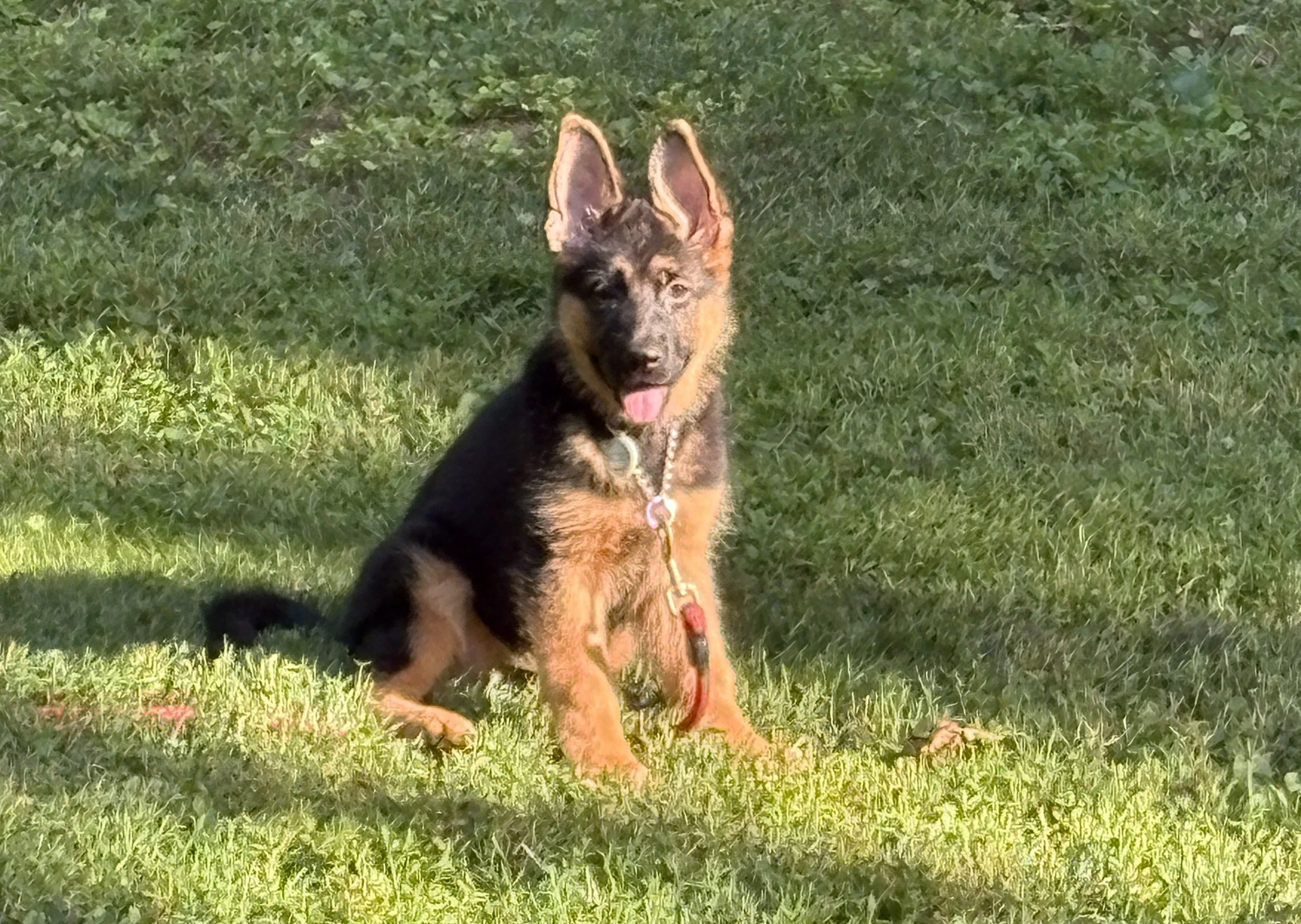 Exercise guidelines for your GSD puppy