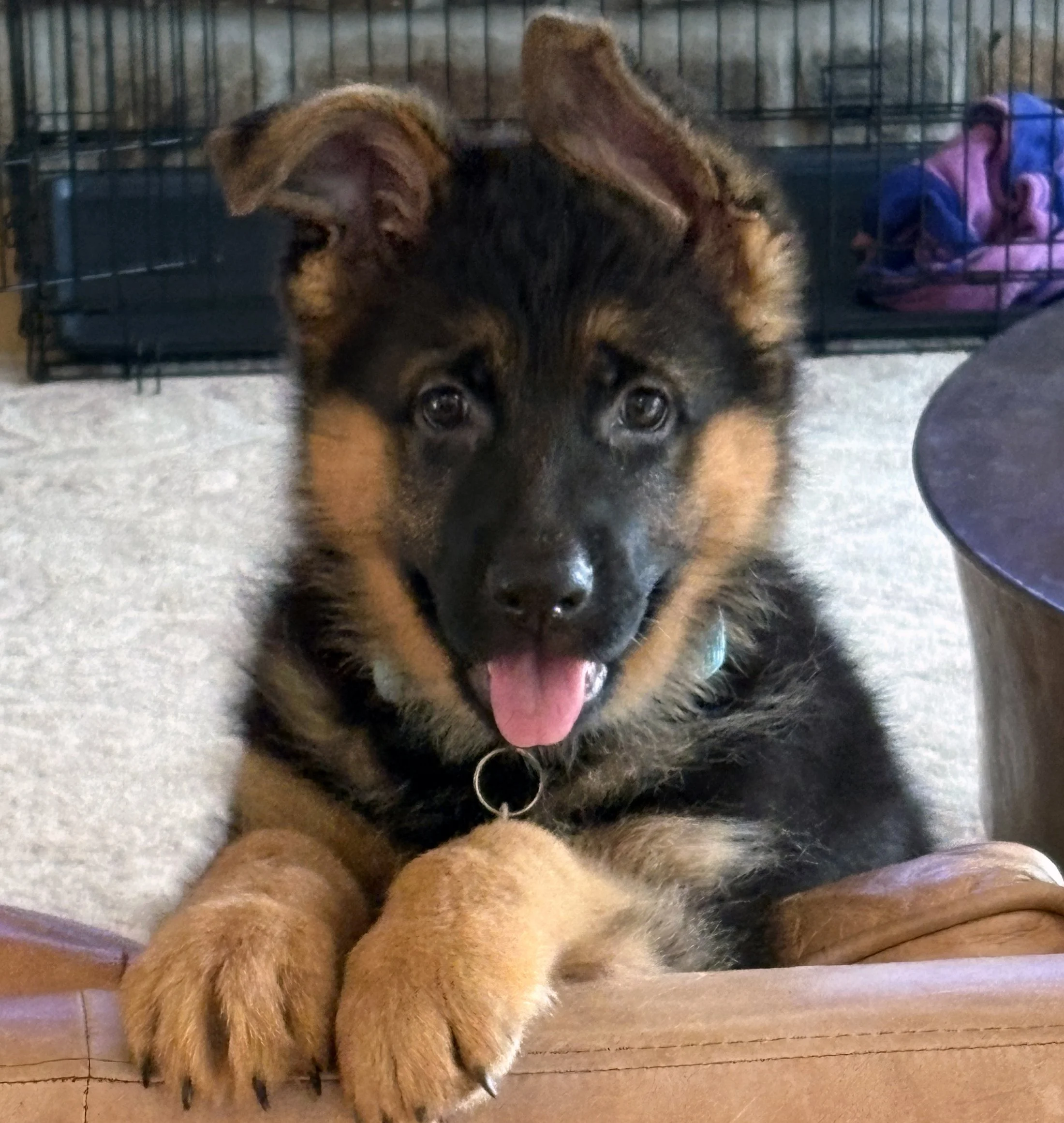 Good nutrition is vital for growing pups