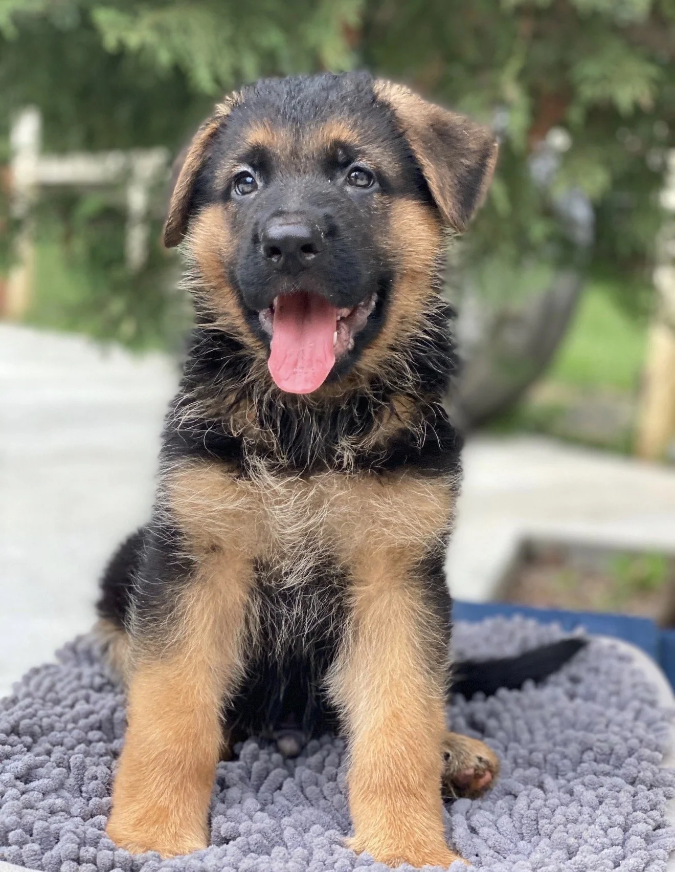 How to Potty Train Your Puppy Properly: A Crate Training Guide