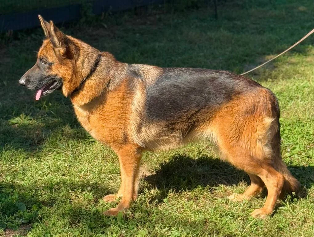 Black and red German Shepherd female facing left.