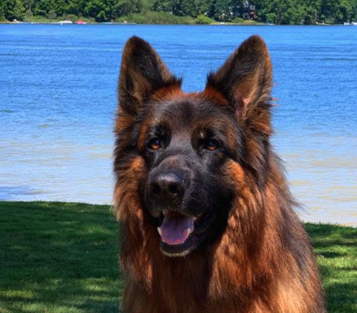 Long-haired GSD at a lake.