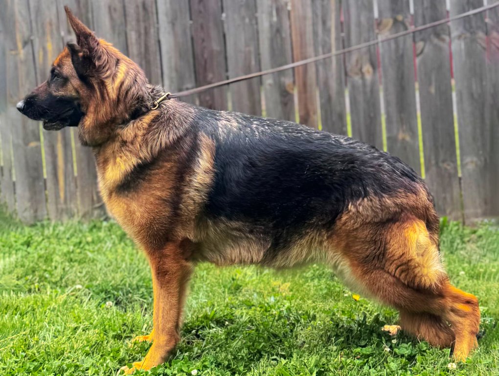 German Shepherd dog standing on green grass in a backyard with a wooden fence.