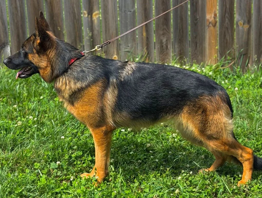 Black and red German Shepherd female facing left.