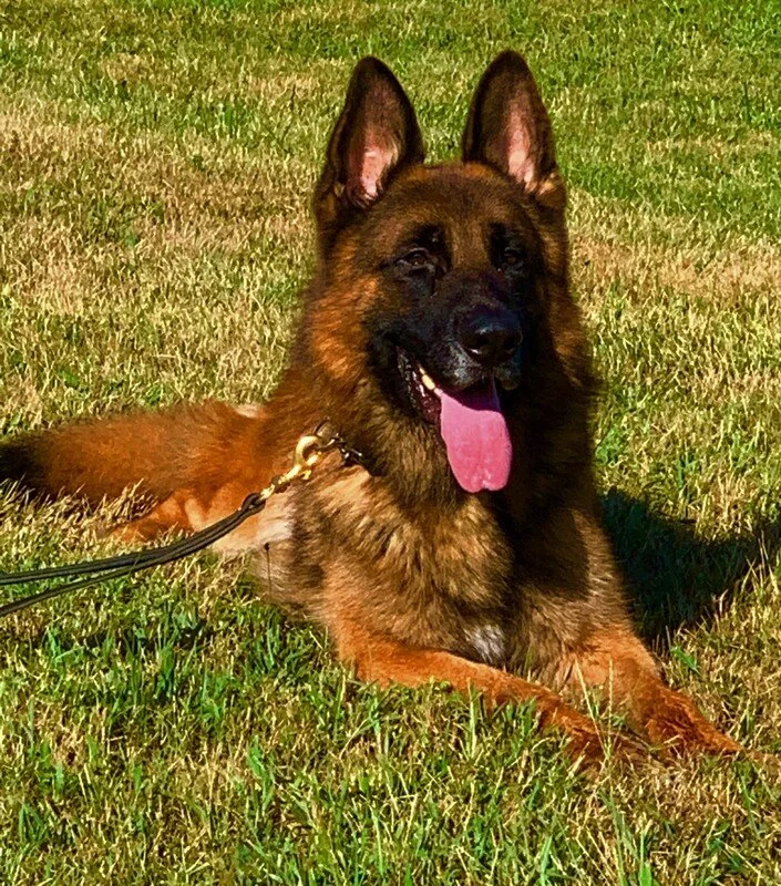Bosco Face.jpg