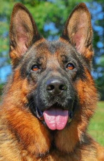 Close-up of a happy German Shepherd dog with a lush green and blue background