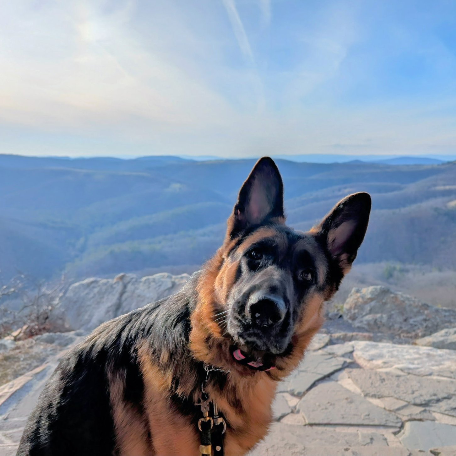 A German Shepherd dog with one ear up and one ear down, sitting on rocky terrain with scenic mountains and blue sky in the background.