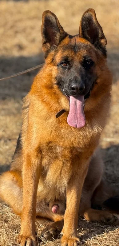 A German Shepherd dog sitting on the ground outdoors with tongue hanging out.
