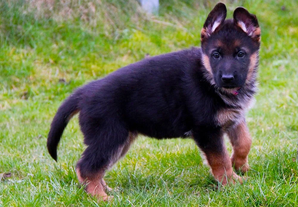 Cute German Shepherd puppy in a field.