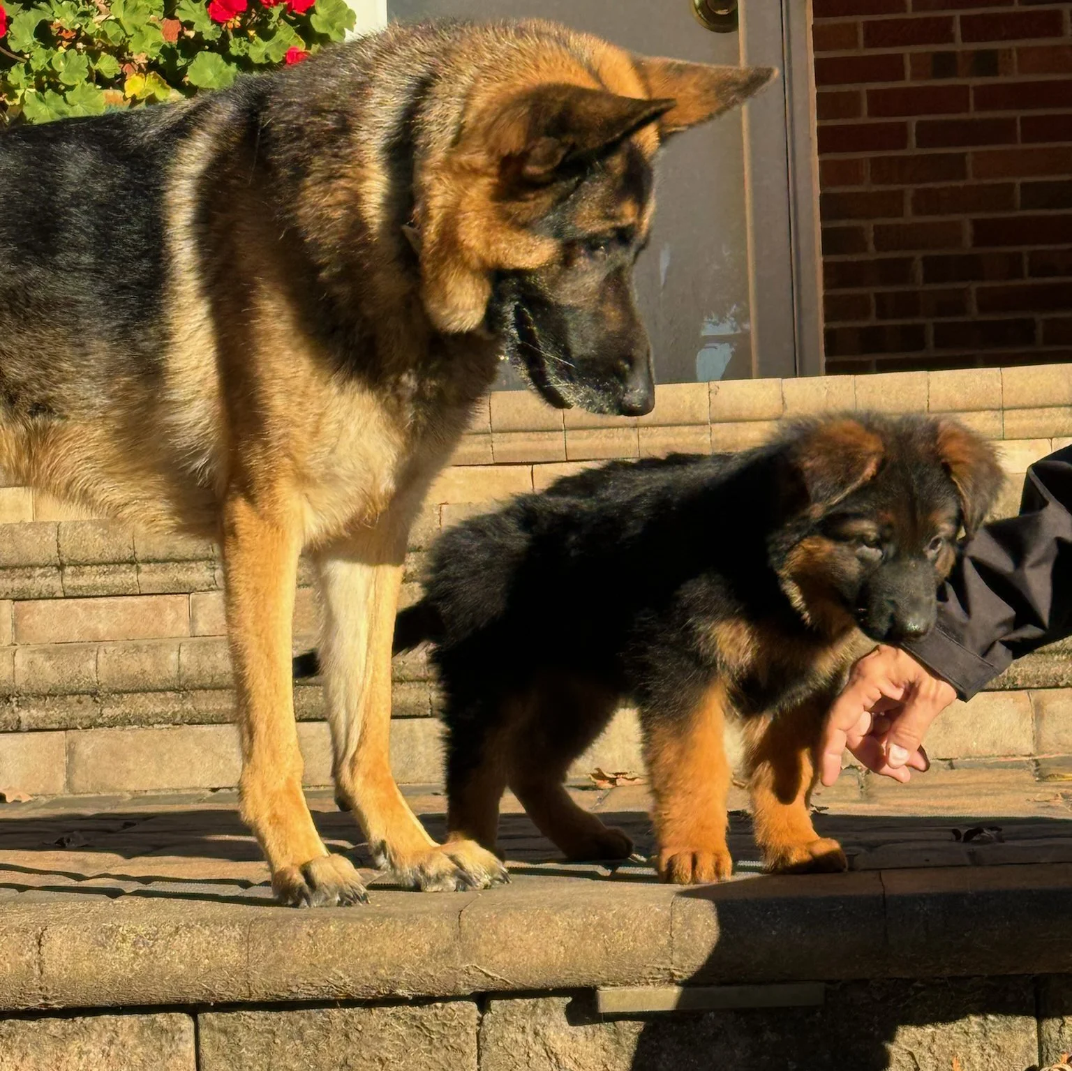 A large German Shepherd dog and a small puppy of the same breed standing on stone steps outside a building with a brick wall and flowering plants in the background.